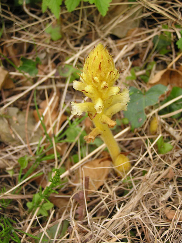 Orobanche flava?